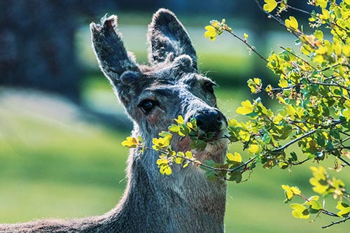 Deer Pictures