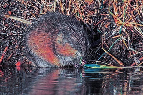 Hungry Muskrat Chews Water Reed Grass Along River Shore
