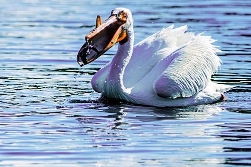 Hungry Pelican Captures Salamander For Breakfast