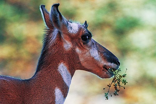 Hungry Pronghorn Gobbles Leafy Plant