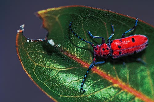 Hungry Red Milkweed Beetle Rests Among Chewed Leaf