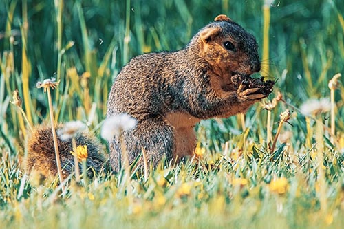 Hungry Squirrel Feasting Among Dandelions