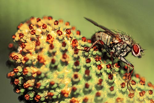 Hunter Fly Rests Among Sloping Coneflower
