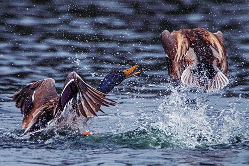 Duck Pictures