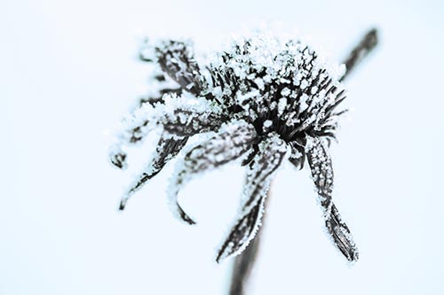 Ice Frost Consumes Dead Frozen Coneflower