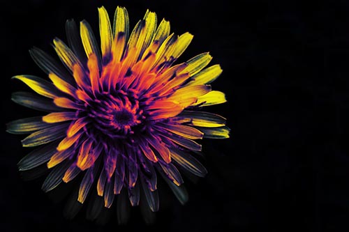Illuminated Taraxacum Flower In Darkness