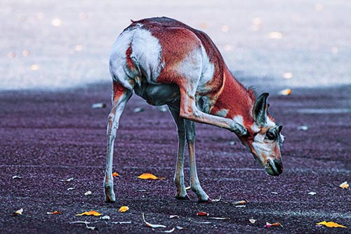 Itchy Pronghorn Scratches Neck Among Autumn Leaves