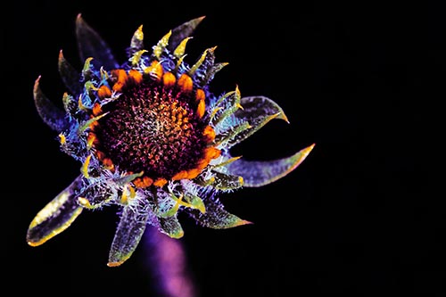 Jagged Tattered Rayless Sunflower