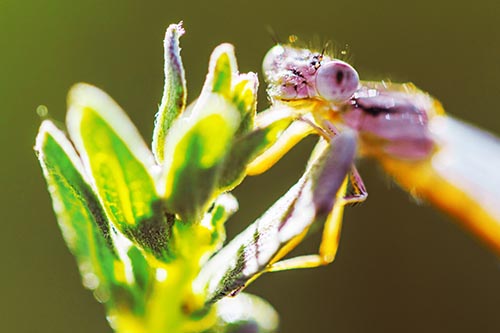 Joyful Dragonfly Enjoys Sunshine Atop Plant
