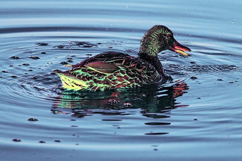 Joyful Water Splashing Mallard Duck Enjoying Calm Lake