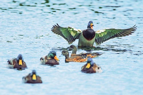 Jump Scaring Wing Flapping Mallard Duck Quacking Atop Lake