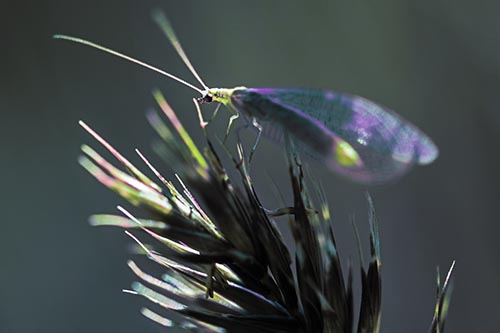Lacewing Standing Atop Plant Blades