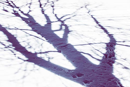 Large Jagged Tree Shadow Across Snow