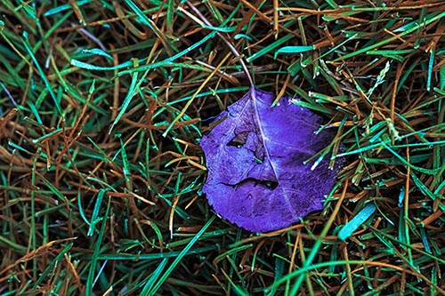 Leaf Face Smirking Among Wet Grass