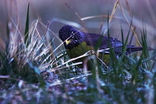 Leaning American Robin Spots Intruder Among Grass