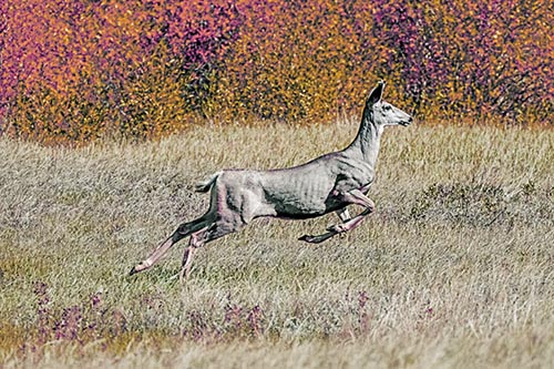 Leaping Mule Deer Running Across Grassland