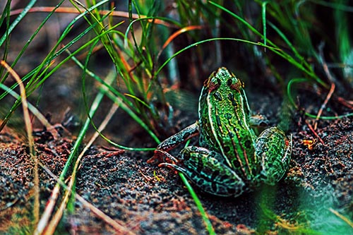 Leopard Frog Sitting Among Twisting Grass