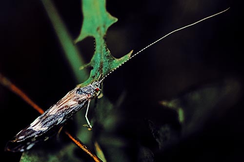 Long Antenna Leaf Blotch Miner Moth Sitting Atop Plant
