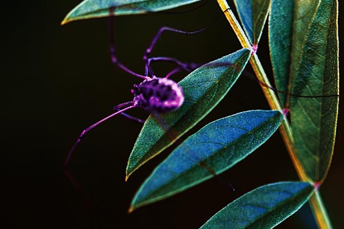 Long Legged Harvestmen Spider Clinging Onto Leaf Petal