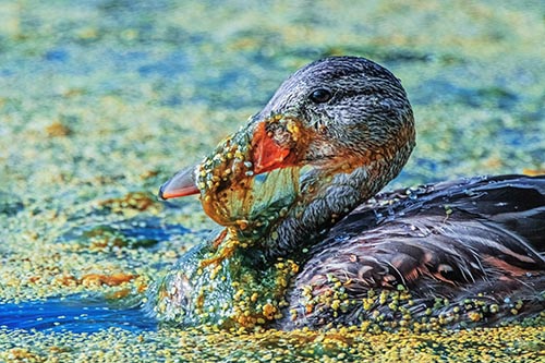 Duck Pictures