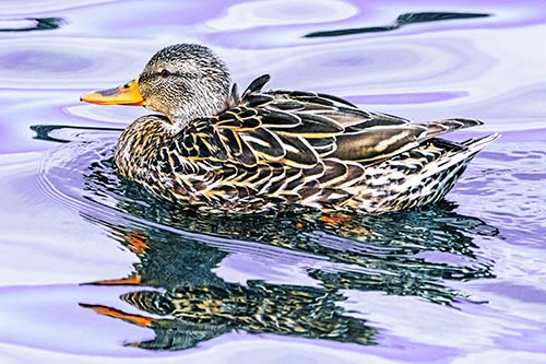 Duck Pictures