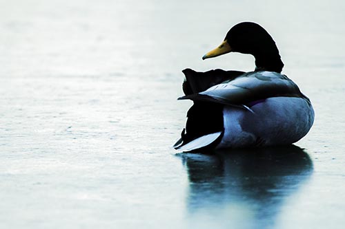 Mallard Duck Resting Atop Ice Frozen Lake