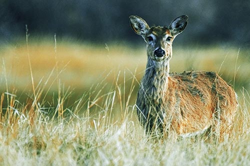 Motionless White Tailed Deer Watches Among Tall Grass