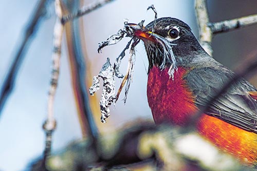 Mouthful American Robin Collecting Nest Straw