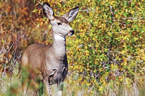 Mule Deer Gazes Across Landscape Horizon
