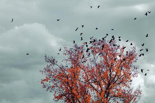 Crow Pictures