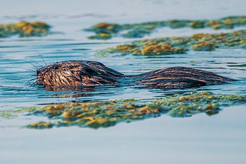 Muskrat Pictures
