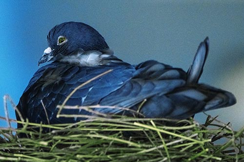 Nesting Pigeon Keeping Watch