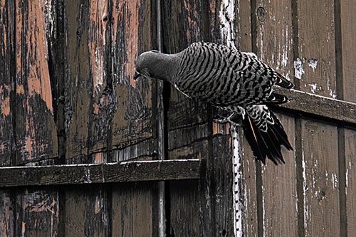 Northern Flicker Woodpecker Climbing Across Birdhouse