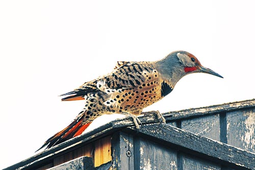 Northern Flicker Woodpecker Crouching Atop Birdhouse