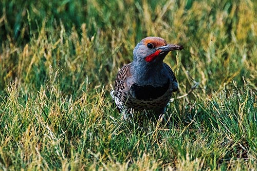 Woodpecker Pictures