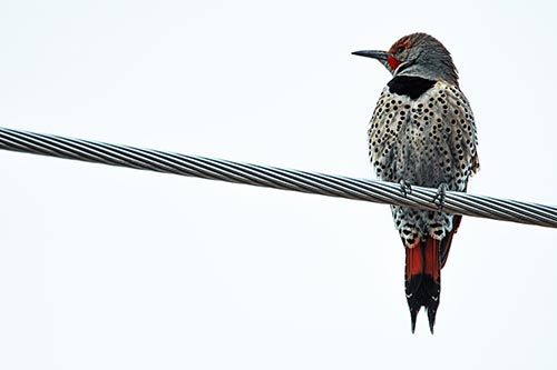 Northern Flicker Woodpecker Perched Atop Steel Wire