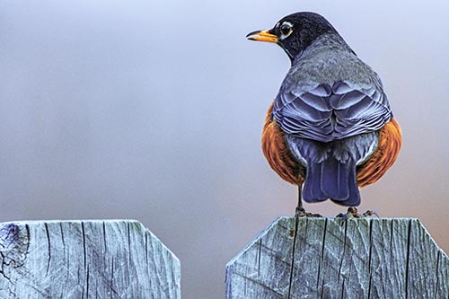 Open Mouthed American Robin Looking Sideways Atop Wooden Fence