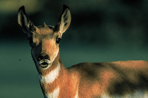 Open Mouthed Pronghorn Gazes In Shock