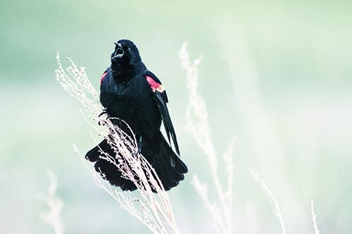 Open Mouthed Red Winged Blackbird Chirping Aggressively