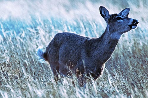 Open Mouthed White Tailed Deer Among Wheatgrass