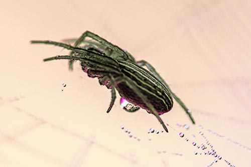 Orb Weaver Spider Rests Atop Dewdrop Web