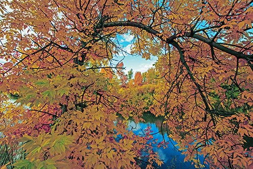 Tree Pictures
