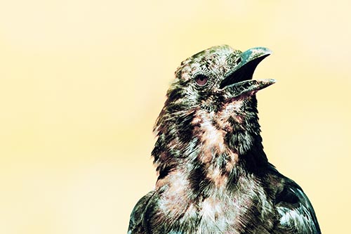 Crow Pictures