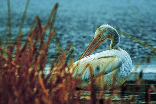 Pelican Grooming Beyond Water Reed Grass