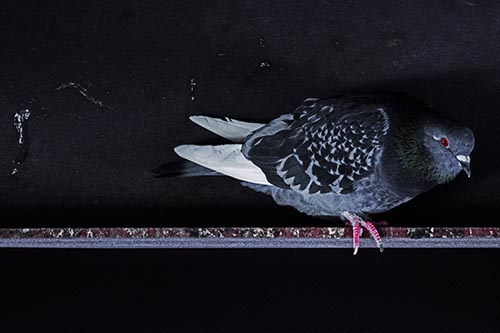 Laramie Greenbelt Trail Pigeon Crouching On Steel Beam