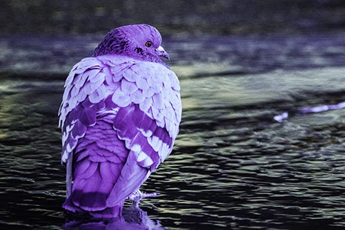 Pigeon Glancing Backwards Among River Water