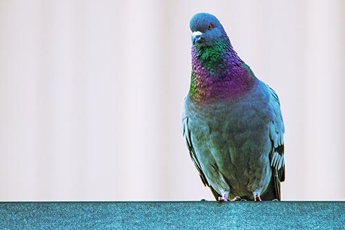 Pigeon Keeping Watch Atop Metal Roof Ledge