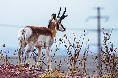 Pronghorn Pictures