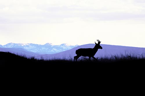Pronghorn Silhouette On The Prowl