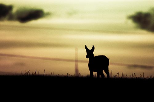Pronghorn Silhouette Watches Sunset Atop Grassy Hill
